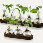 Glass Propagation Station with Wood-Tone Tray, Hydroponic Vase for Cuttings and Plants, 3 or 5 Vases