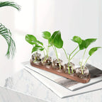 Glass Propagation Station with Wood-Tone Tray, Hydroponic Vase for Cuttings and Plants, 3 or 5 Vases