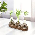 Glass Propagation Station with Wood-Tone Tray, Hydroponic Vase for Cuttings and Plants, 3 or 5 Vases